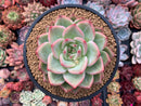 Echeveria Agavoides 'Shallot' 5" Succulent Plant