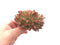 Echeveria Agavoides "Elkhorn' Crested 3" Rare Succulent Plant