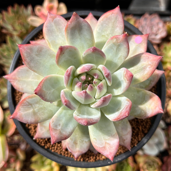 echeveria colorata succulent Echeveria 'Colorata' 4