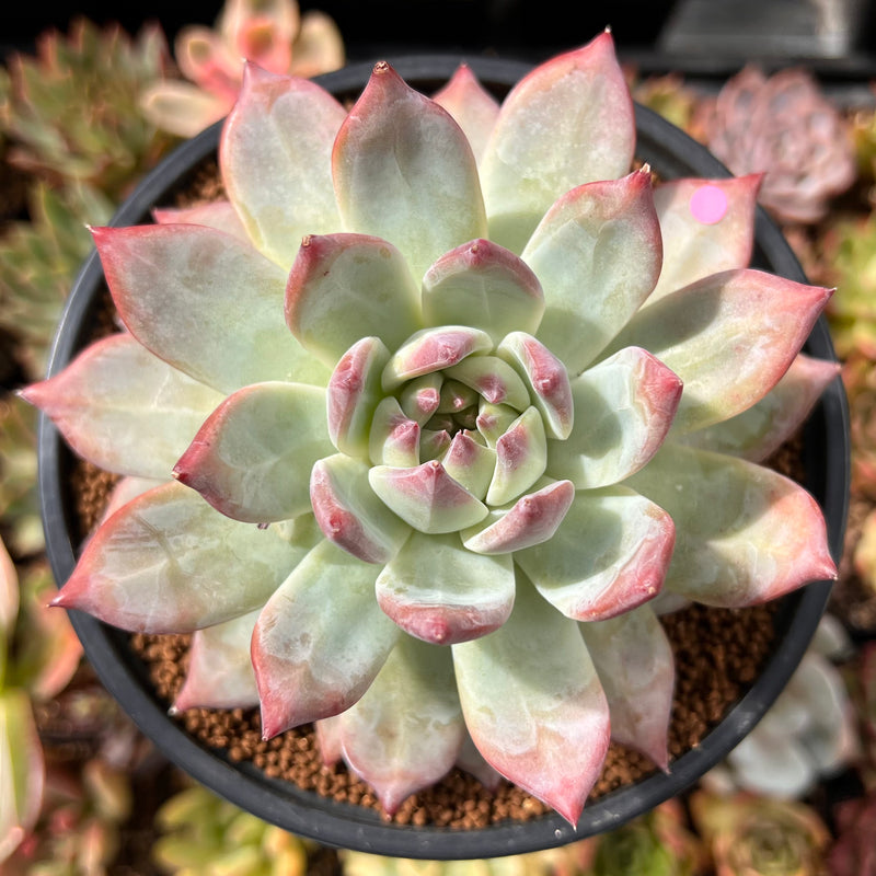 large leaf succulent plants Echeveria 'Colorata' 4"-5" Large Succulent Plant