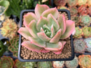 Echeveria 'Luella' Variegated 3" Succulent Plant