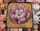 Echeveria 'Hearts Delight' 3" Succulent Plant