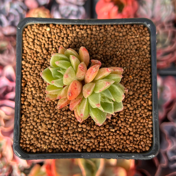 Echeveria Agavoides 'Candy Candy' 1" Succulent Plant