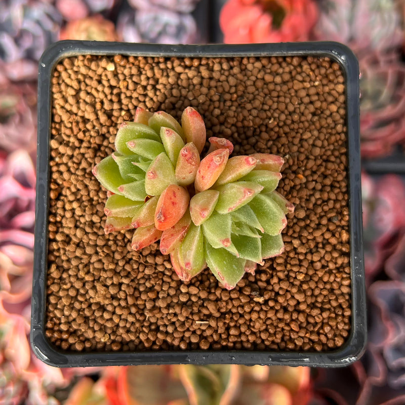candy succulents Echeveria Agavoides 'Candy Candy' 1" Succulent Plant – True Succulents Plant Co