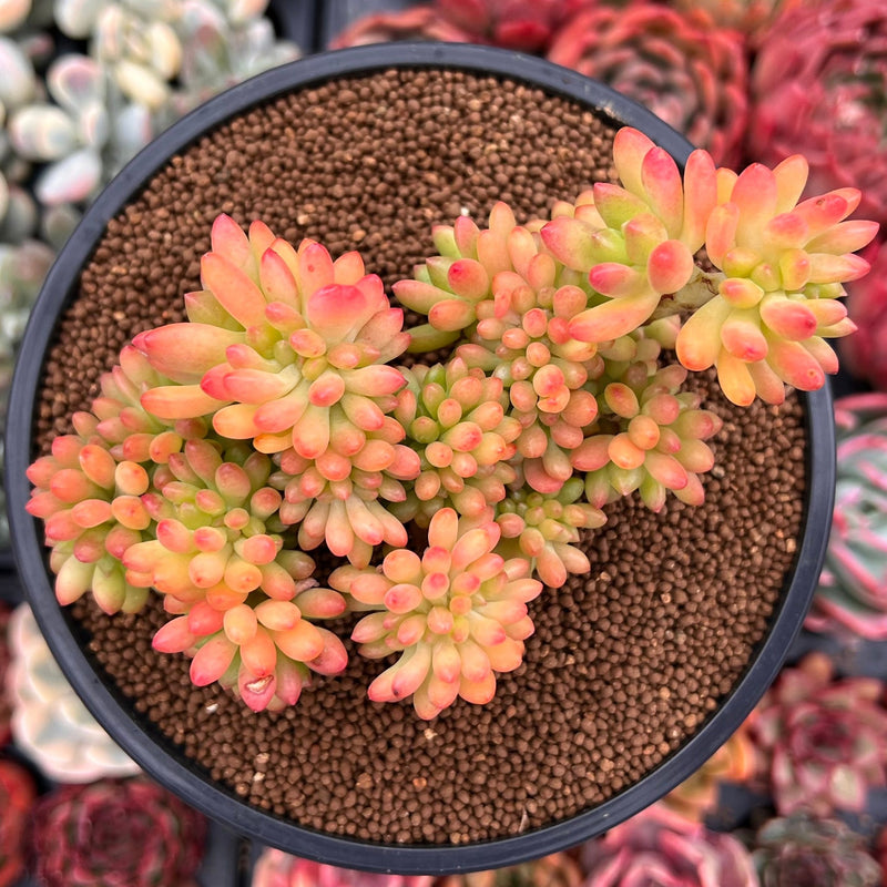 sedum pachyphyllum succulent Sedum 'Pachyphyllum' Crested 4" Succulent Plant