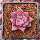 Echeveria Agavoides 'Red Ebony' 1" Succulent Plant