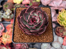 Echeveria Agavoides 'Eclipse' 2" Succulent Plant