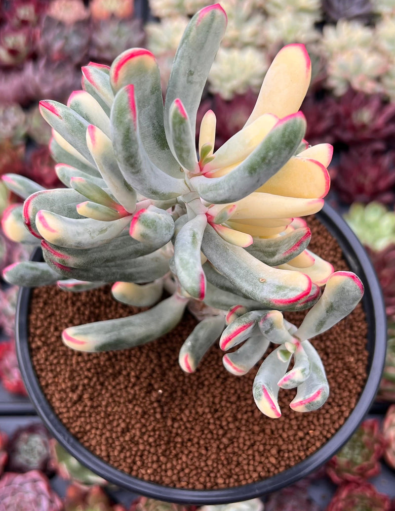 cotyledon hybrid succulent Cotyledon 'Orbiculata' Variegated 4"-5" Large Cluster Succulent Plant