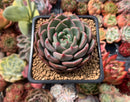 Echeveria 'Puggle' 3" Succulent Plant