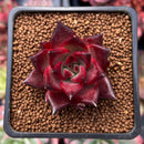 Echeveria Agavoides 'Pentera' 1" Succulent Plant