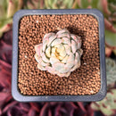 Echeveria 'Mebina' Variegated 1" Succulent Plant