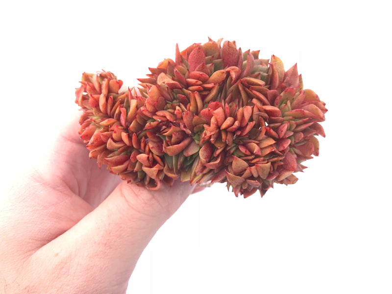 Echeveria Peony Crested 4” Rare Succulent Plant