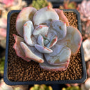 Echeveria 'Cream Tea' 2" Powdery Succulent Plant