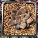 Echeveria Agavoides 'Shaikh' 2" Succulent Plant