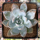 Echeveria 'Trumso' 2" Succulent Plant