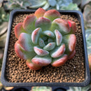 Echeveria 'Starmark' 2" Succulent Plant