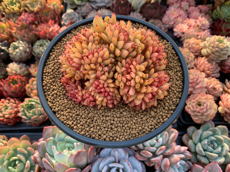 horn succulent Echeveria Agavoides 'Elk Horn' Crested Cluster 4"-5" Succulent Plant