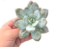 Echeveria 'Laui' 3" Rare Succulent Plant