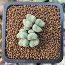 Conophytum 'Chowbanier' 1/2"-1" Succulent Plant