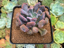Echeveria 'Cupid' 3" Succulent Plant