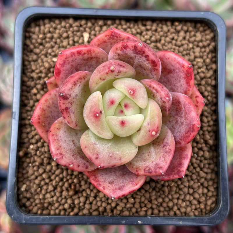 specimen succulents Echeveria 'Chanel' 2" Exceptional Specimen Succulent Plant