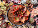 Echeveria 'Salsa Verde' 3"-4" Cluster Succulent Plant