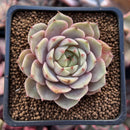 Echeveria 'Ben Badis' 1"-2" Succulent Plant