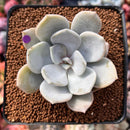 Echeveria 'Tiramisu' 2" Powdery Succulent Plant