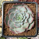 Echeveria 'Red Sunset' 2" Succulent Plant