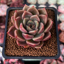 Echeveria Agavoides 'Black Tetra' 2" Succulent Plant