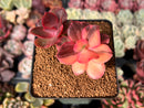Echeveria 'Primadonna' Variegated 3" Cluster Succulent Plant