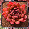 Echeveria Agavoides 'Dark Pamella' 2"-3" Succulent Plant