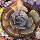 Echeveria 'Lolita' 3" Succulent Plant