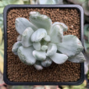 Pachyveria 'Roly-Poly' Variegated 1"-2" Succulent Plant