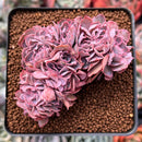 Echeveria 'Florence' Crested 2" Succulent Plant