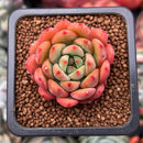 Echeveria 'Scarletta' 1" Succulent Plant