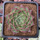 Echeveria 'Shani' 2" Succulent Plant