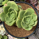 Aeonium 'Lily Pad' 3"-4" Cluster Succulent Plant