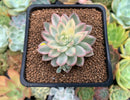 Echeveria 'Mebina' Variegated 2" Succulent Plant
