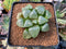 Haworthia Comptoniana Hybrid 2" Succulent Plant