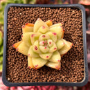 Echeveria Agavoides 'Maria' 1" Succulent Plant