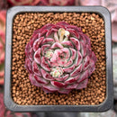 Echeveria 'Charles Rose' 1" Succulent Plant