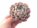 Echeveria Monroe Hybrid 4” Rare Succulent Plant
