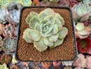 Echeveria 'Onslow' Mutated 2" Succulent Plant