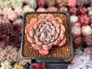 Echeveria 'Zaragoza' Hybrid 2" Succulent Plant