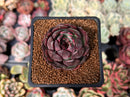 Echeveria 'Black Smoke' 1" New Hybrid Succulent Plant