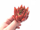 Echeveria Agavoides Maria 2” Rare Succulent Plant