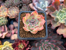 Echeveria 'Helena' Hybrid 1" Succulent Plant