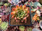 Echeveria Agavoides 'Black Tip' 2" Succulent Plant