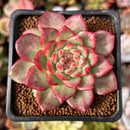 Echeveria 'Dracula' Crested 2" Succulent Plant